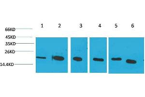 Western Blot (WB) analysis of 1) HeLa, 2)Jurkat, 3)293T, 4)Rat Liver Tissue, 5) 3T3, 6) HepG2 with Cyclophilin B Mouse Monoclonal Antibody diluted at 1:2000. (PPIB 抗体)