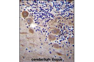 SSR2 Antibody (C-term) (ABIN657094 and ABIN2846252) immunohistochemistry analysis in formalin fixed and paraffin embedded human cerebellum tissue followed by peroxidase conjugation of the secondary antibody and DAB staining. (SSR2 抗体  (C-Term))