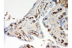 IHC-P: ApoE antibody testing of human placenta tissue (APOE 抗体  (AA 19-317))