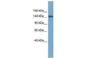 TEX14 antibody used at 0. (TEX14 抗体  (Middle Region))