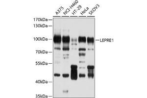 Western blot analysis of extracts of various cell lines, using LEPRE1 antibody (ABIN6130894, ABIN6143144, ABIN6143145 and ABIN6214533) at 1:1000 dilution. (LEPRE1 抗体  (AA 497-736))