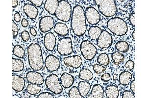 IHC analysis of Hsp40/DNAJB1 using anti-Hsp40/DNAJB1 antibody (ABIN7602895). (DNAJB1 抗体  (C-Term))