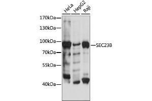 Western blot analysis of extracts of various cell lines, using SEC23B antibody. (Sec23 Homolog B 抗体)