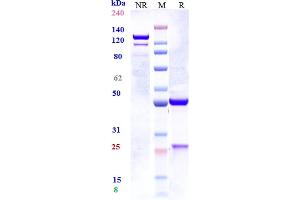 Anti-IL-33 Reference Antibody (tozorakimab) on SDS-PAGE under reducing (R) condition. (Recombinant IL33 (Tozorakimab Biosimilar) 抗体)