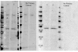 Image no. 1 for Goat anti-Rabbit IgG (Whole Molecule) antibody (HRP) (ABIN300844) (山羊 anti-兔 IgG (Whole Molecule) Antibody (HRP))