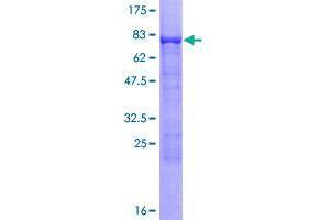 FRMD8 Protein (AA 1-464) (GST tag)