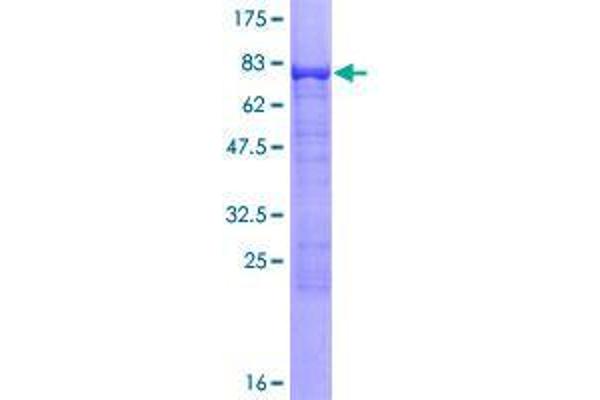 FRMD8 Protein (AA 1-464) (GST tag)