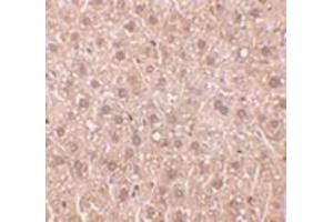 Immunohistochemistry of DEDAF in mouse liver tissue with DEDAF antibody at 10 μg/ml. (RYBP 抗体)