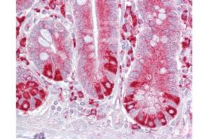 Anti-PDIA6 antibody IHC of human small intestine. (PDIA6 抗体  (AA 216-265))