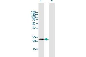 Western Blot analysis of MFAP5 expression in transfected 293T cell line by MFAP5 MaxPab polyclonal antibody. (MFAP5 抗体  (AA 1-173))