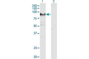 Western Blot analysis of ADAM12 expression in transfected 293T cell line by ADAM12 monoclonal antibody (M01), clone 1G3. (ADAM12 抗体  (AA 208-304))