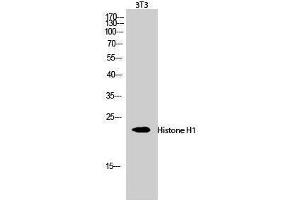 Western Blotting (WB) image for anti-Histone H1 (Lys1535) antibody (ABIN3180083) (Histone H1 抗体  (Lys1535))