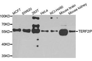 Western blot analysis of extracts of various cells, using TERF2IP antibody. (RAP1 抗体)