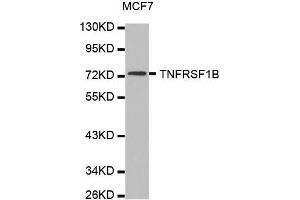 Western blot analysis of extracts of MCF7 cell line, using TNFRSF1B antibody. (TNFRSF1B 抗体  (AA 30-250))