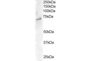 ABIN184678 staining (2µg/ml) of Human Brain lysate (RIPA buffer, 35µg total protein per lane). (ELMO3 抗体  (C-Term))
