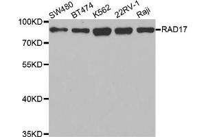 Western blot analysis of extracts of various cell lines, using RAD17 antibody (ABIN5973095) at 1/1000 dilution. (RAD17 抗体)