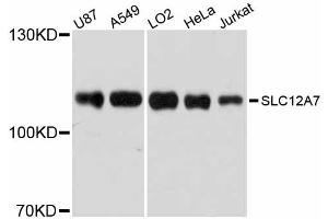 Western blot analysis of extracts of various cell lines, using SLC12A7 antibody (ABIN5998824) at 1/1000 dilution. (SLC12A7 抗体)