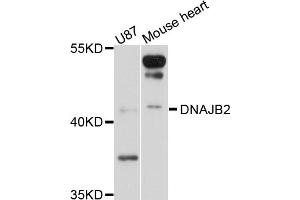 Western blot analysis of extracts of various cell lines, using DNAJB2 antibody (ABIN4903492) at 1:1000 dilution. (DNAJB2 抗体)