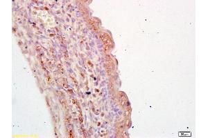 Formalin-fixed and paraffin embedded mouse embryo labeled with Anti-TGM3 Polyclonal Antibody, Unconjugated (ABIN736253) at 1:200 followed by conjugation to the secondary antibody and DAB staining (TGM3 抗体  (AA 601-693))