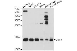 Western blot analysis of extracts of various cell lines, using CST3 antibody. (CST3 抗体)