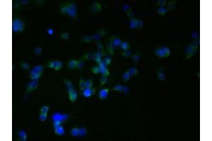 Immunofluorescent analysis of 293T cells using ABIN7166006 at dilution of 1:100 and Alexa Fluor 488-congugated AffiniPure Goat Anti-Rabbit IgG(H+L) (RER1 抗体  (AA 85-139))