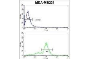 VGFR1 Antibody (ABIN653260 and ABIN2842780) flow cytometric analysis of MDA-M cells (bottom histogram) compared to a negative control cell (top histogram)FITC-conjugated goat-anti-rabbit secondary antibodies were used for the analysis. (FLT1 抗体)