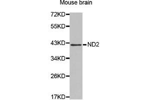 Western blot analysis of extracts of Mouse brain , using MT-ND2 antibody.
