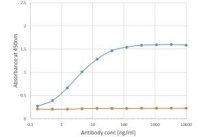 Binding curve of anti-Phl p 1 antibody Clone 25 (ABIN7072371) to Phl p 1 ELISA Plate coated with Phl p 1 (RayBiotech, 228-22412) at a concentration of 2 μg/mL. (Recombinant Phosducin-Like 抗体)