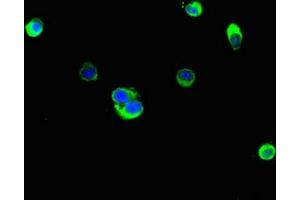Immunofluorescent analysis of Hela cells using ABIN7157942 at dilution of 1:100 and Alexa Fluor 488-congugated AffiniPure Goat Anti-Rabbit IgG(H+L) (Latexin 抗体  (AA 1-216))
