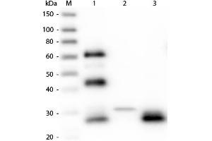 Western Blot of Unconjugated Anti-Chicken IgG F(ab')2 (RABBIT) Antibody . (兔 anti-小鸡 IgG (F(ab')2 Region) Antibody (Alkaline Phosphatase (AP)) - Preadsorbed)