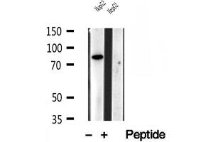 Western blot analysis of extracts of HepG2 cells, using PLOD3 antibody. (PLOD3 抗体  (C-Term))