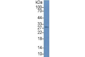 Rabbit Capture antibody from the kit in WB with Positive Control: Sample Human MCF-7 cell lysate. (FGF13 ELISA 试剂盒)