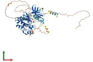 AlphaFold protein structure predicition of Human Recombinant CAMKK1 Protein, UniprotID Q8N5S9 (CAMKK1 Protein (AA 1-505) (His tag))