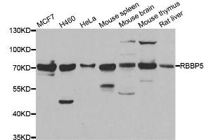 Western blot analysis of extracts of various cell lines, using RBBP5 antibody. (RBBP5 抗体  (AA 319-538))