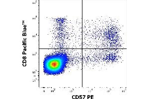 Flow cytometry multicolor surface staining of human lymphocytes stained using anti-human CD57 (TB01) PE antibody (10 μL reagent / 100 μL of peripheral whole blood) and anti-human CD8 (MEM-31) Pacific Blue antibody (4 μL reagent / 100 μL of peripheral whole blood). (CD57 抗体  (PE))