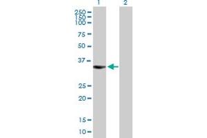 Western Blot analysis of BIRC7 expression in transfected 293T cell line by BIRC7 MaxPab polyclonal antibody. (BIRC7 抗体  (AA 1-298))