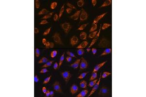 Immunofluorescence analysis of L929 cells using CELF5 Rabbit pAb (ABIN7266539) at dilution of 1:100. (CELF5 抗体)