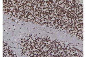 ABIN6276926 at 1/100 staining Rat brain tissue by IHC-P. (LIG1 抗体  (Internal Region))