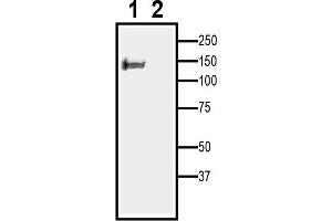 1.