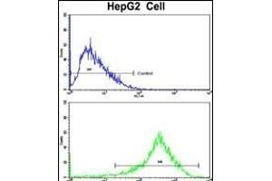 Flow cytometric analysis of HepG2 cells using PON3 Antibody (N-term)(bottom histogram) compared to a negative control cell (top histogram). (PON3 抗体  (N-Term))