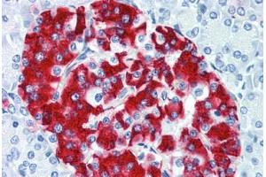 Human Pancreas (formalin-fixed, paraffin-embedded) stained with INS antibody ABIN337249 at 1:100 followed by biotinylated goat anti-rabbit IgG secondary antibody ABIN481713, alkaline phosphatase-streptavidin and chromogen. (Insulin 抗体)