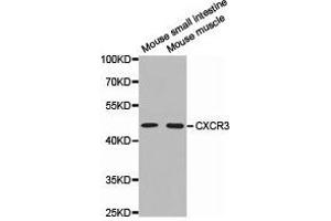 Western Blotting (WB) image for anti-Chemokine (C-X-C Motif) Receptor 3 (CXCR3) antibody (ABIN1872138) (CXCR3 抗体)