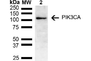 Western blot analysis of Mouse brain lysate showing detection of ~55. (PIK3CA 抗体  (AA 150-250) (Biotin))