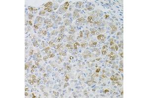 Immunohistochemistry of paraffin-embedded mouse stomach using HPS1 antibody at dilution of 1:100 (x40 lens). (HPS1 抗体)