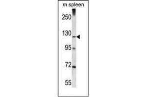 Western Blotting (WB) image for anti-Endosome/Lysosome-associated Apoptosis and Autophagy Regulator 1 (ELAPOR1) (AA 703-732), (C-Term) antibody (ABIN953056)