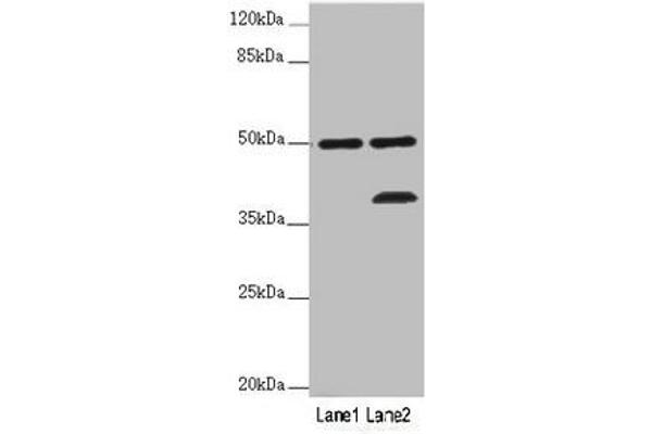 PLIN5 anticorps  (AA 305-453)