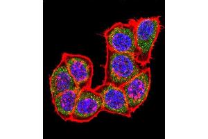 Immunofluorescence (IF) image for anti-Mitogen-Activated Protein Kinase 14 (MAPK14) (AA 295-324), (C-Term) antibody (ABIN1882176)