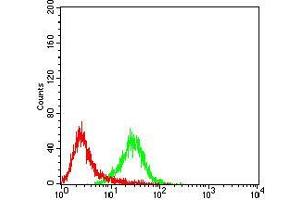 Flow cytometric analysis of Raji cells using PTPN6 mouse mAb (green) and negative control (red).