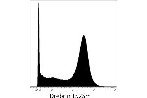 Mass cytometry of brain tumor cells with anti-drebrin (DBN-N-03) 152Sm. (DBN1 抗体  (AA 1-326))