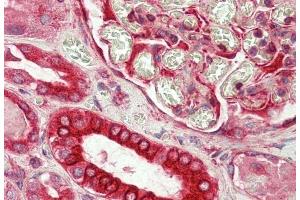 ABIN1782135 (5 μg/mL) staining of paraffin embedded Human Kidney. (DVL1 抗体  (AA 20-32))